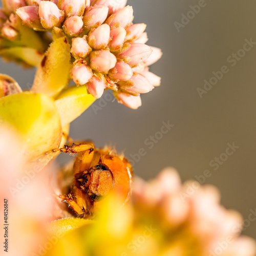 Detail of a Brown Beetle (Blitopertha Polyanor) among the pink flowers of a succulent plant photo