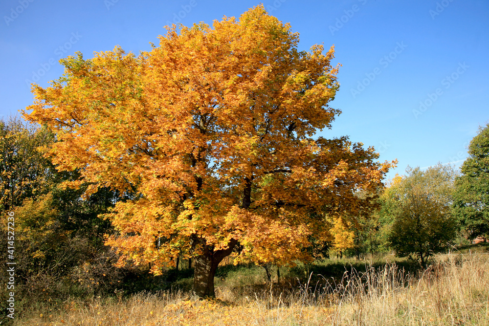 Real Autumn landscape - golden maple tree with sunlight on sunny meadow. Stolowe Mountains, National Park in Poland