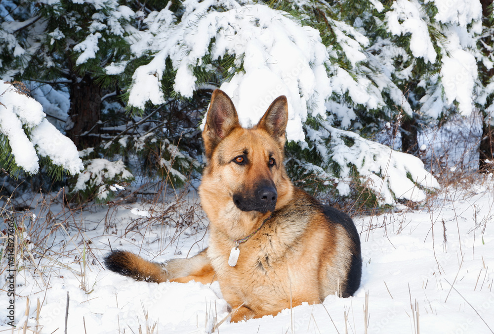 German shepherd dog sits for a walk in a pine forest on a sunny winter day. German shepherd dog sits for a walk in a pine forest on a sunny winter day.
