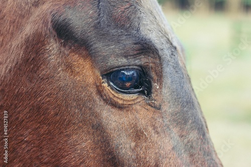 portrait of a horse © Tom