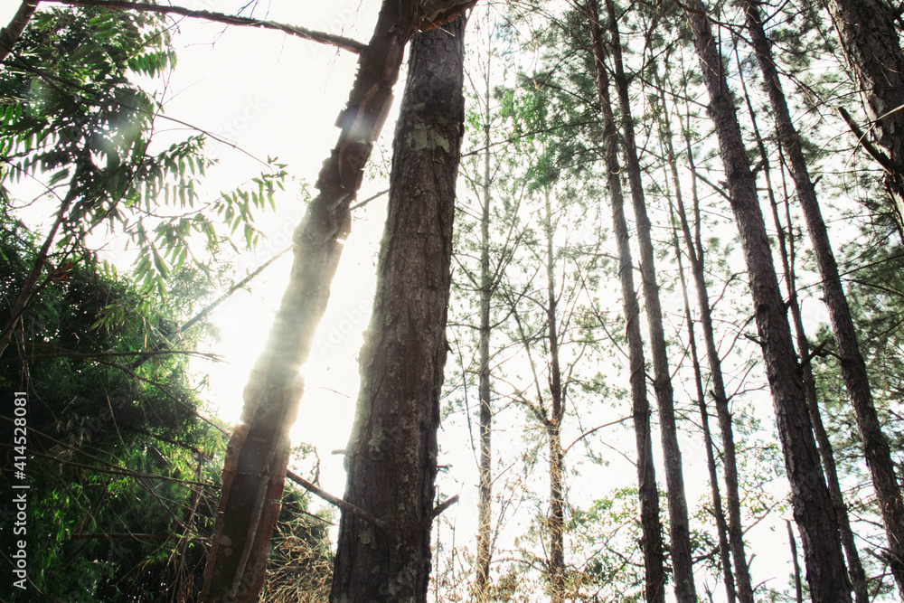 Fototapeta premium morning in the forest