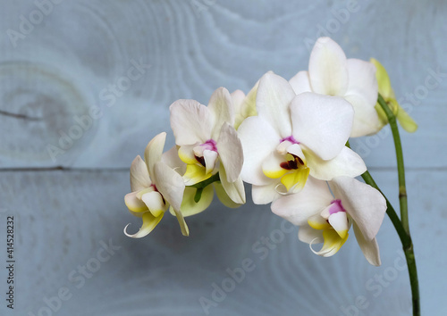 Fototapeta Naklejka Na Ścianę i Meble -  Flowers of the white orchid Phalaenopsis variety Coco, on a blue background, macro photo, selective focus, horizontal orientation with a place for an inscription