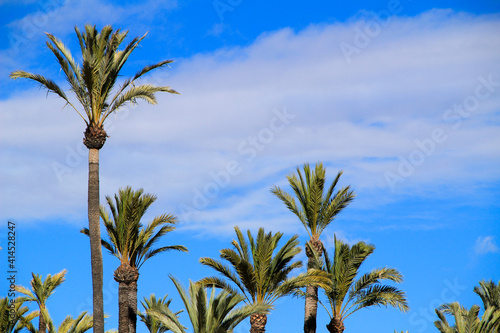 Landscape and palm trees of the hillside of the Vinalopo River photo