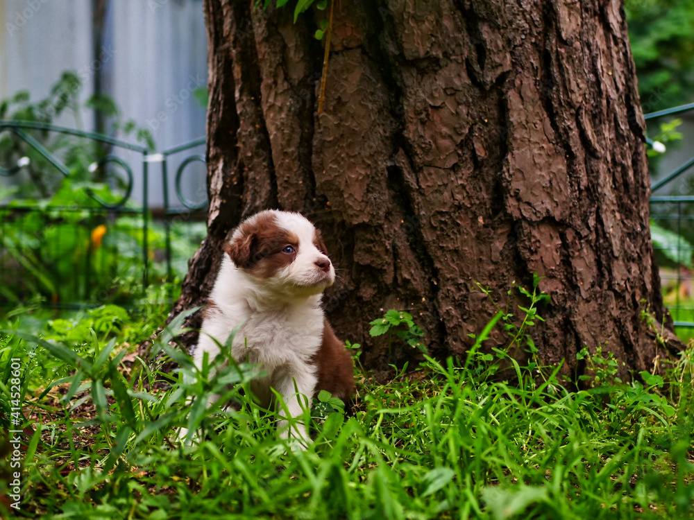 Beautiful Puppy Of Australian Shepherd. Beautiful Puppy Of Australian Shepherd.