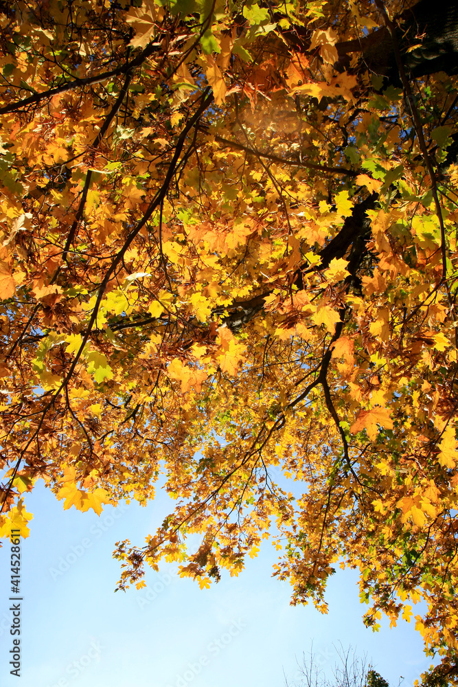Real Autumn landscape - golden maple tree with sunlight on sunny meadow. Stolowe Mountains, National Park in Poland Real Autumn landscape - golden maple tree with sunlight on sunny meadow. Stolowe Mountains, National Park in Poland