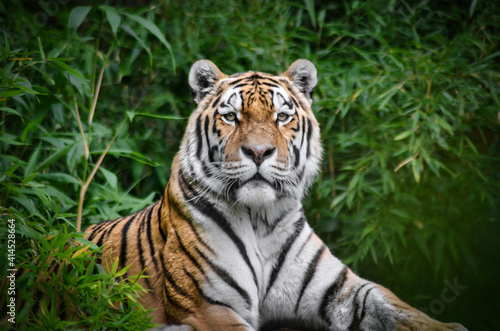 siberian tiger with observing eyes