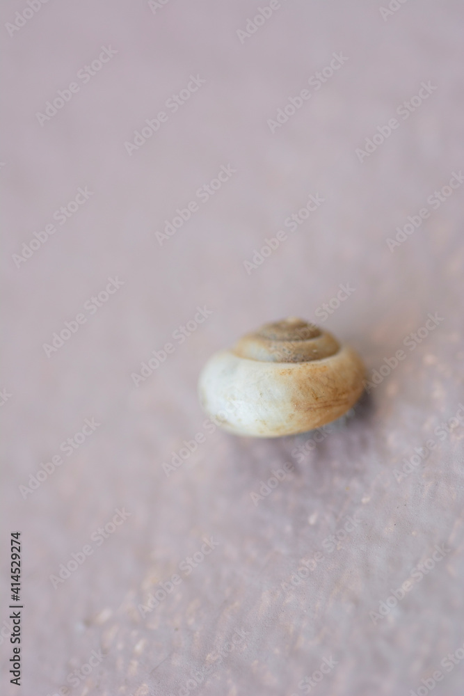 Small shellfish on natural light background Small shellfish on natural light background