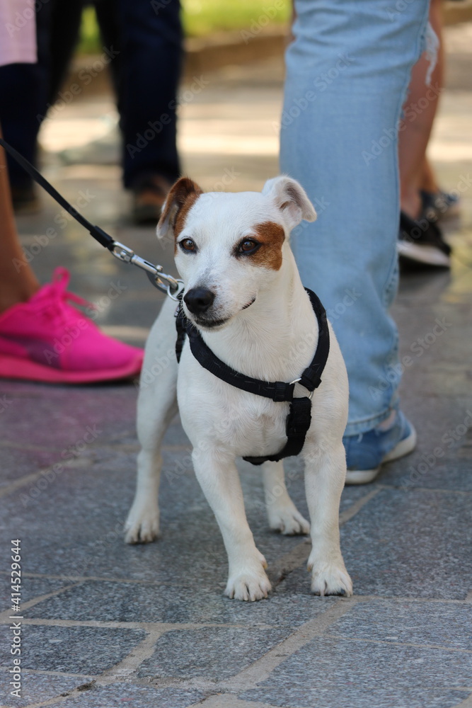 jack russell terrier dog jack russell terrier dog