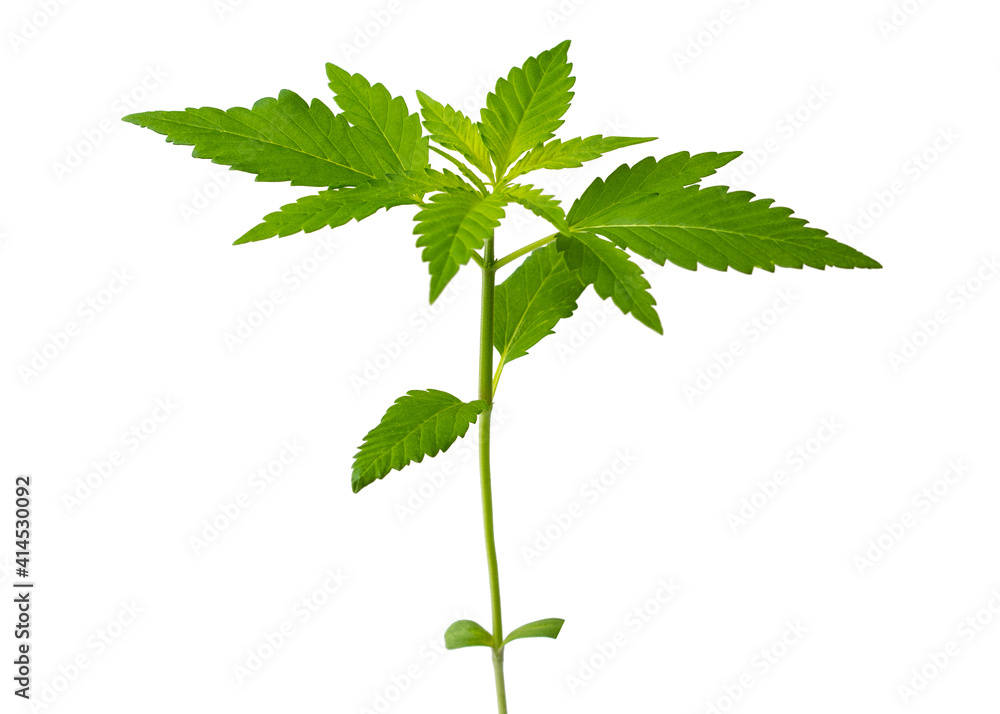 Cannabis plant. Hemp growing. Medical marijuana. Organic cannabis sprout. Macro close-up on white isolated background. Cannabis plant. Hemp growing. Medical marijuana. Organic cannabis sprout. Macro close-up on white isolated background.