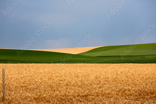 A field of golden yellow wheat crop, with a stripe of green stretches to the horizon on a farm located in scenic agricultural area of the state of Washington known as the Palouse. photo