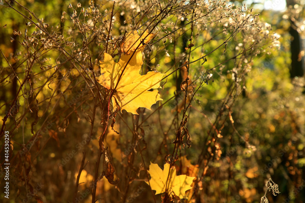 Fallen autumn maple leaf. Gold autumn, Indian summer. Fallen autumn maple leaf. Gold autumn, Indian summer.