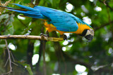 Guacamayo azul amarillo sobre una rama en el amazonas