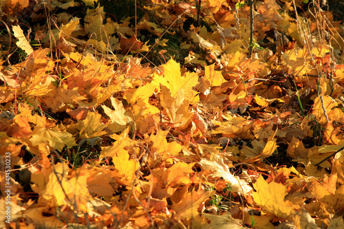 Fallen autumn maple leaf. Gold autumn, Indian summer.