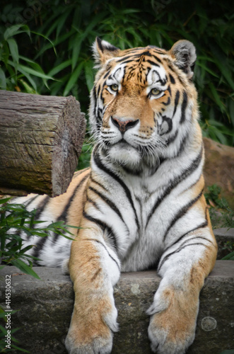 siberian tiger with observing eyes