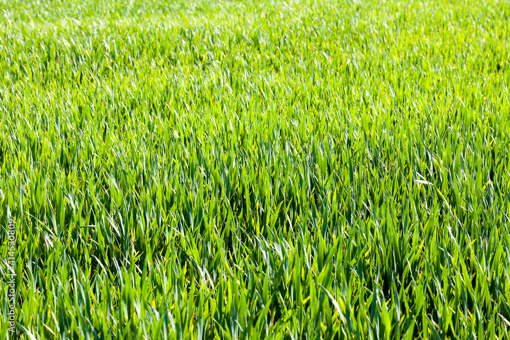 Green grass close up