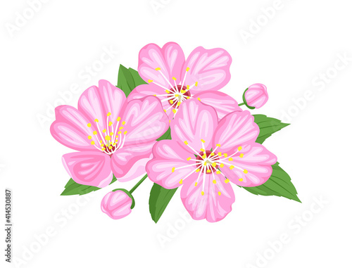 Pink cherry flowers, green leaves and buds isolated on white background. Vector illustration of blooming sakura in cartoon flat style. Floral design. Spring bouquet © Sunnydream