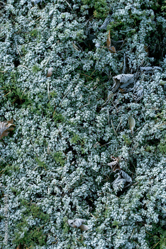 Lamb's lettuce in backyard ecological home garden cultivated in accordance with permaculture principles. Frosted vegetable and flower by autumn’s cold day. photo