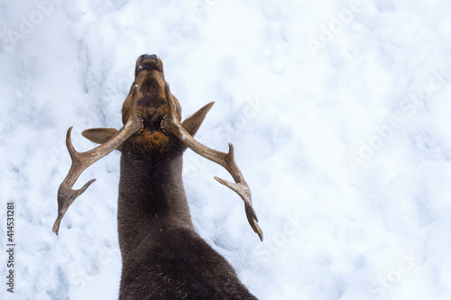 Horns of young Cervus elaphus on a background of snow from above.