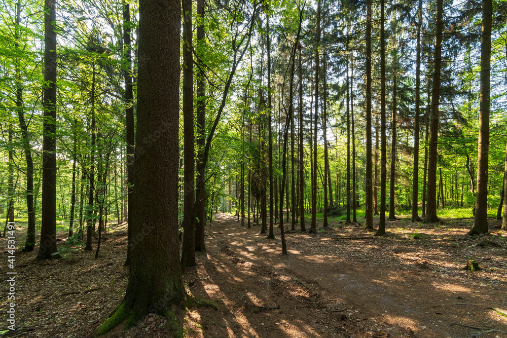 Beautiful forest in spring with bright sun shining through the trees Beautiful forest in spring with bright sun shining through the trees