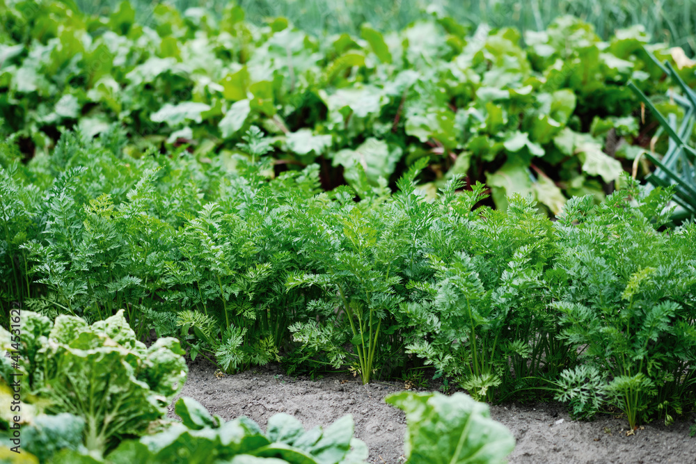 Field of Carrots. Picking Carrots in a Garden. Autumn Vegetable Harvest Field of Carrots. Picking Carrots in a Garden. Autumn Vegetable Harvest