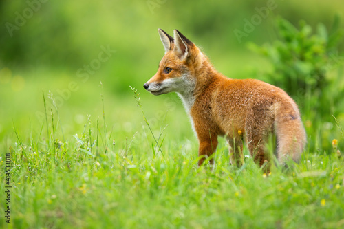 Young red fox, vulpes vulpes, standing on meadow in green summer. Orange mammal cub looking on grassland from back. Juvenile animal observing with copy space.