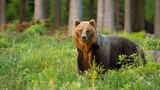 brown bear, ursus arctos, standing in forest in summer nature in sunlight. Wild mammal looking to the camera inside sunny woodland. Big predator watching in wilderness.