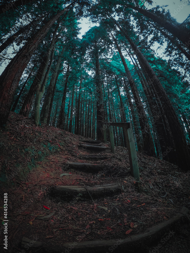 Escalera ascendente en bosque de Secuoyas