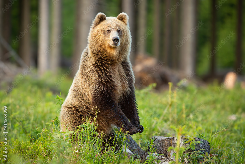 Brown bear, ursus arctos, standing on rear legs upright in forest in summer sun. Large predator looking to the camera on glade in sunlight. Wild mammal staring in wilderness.