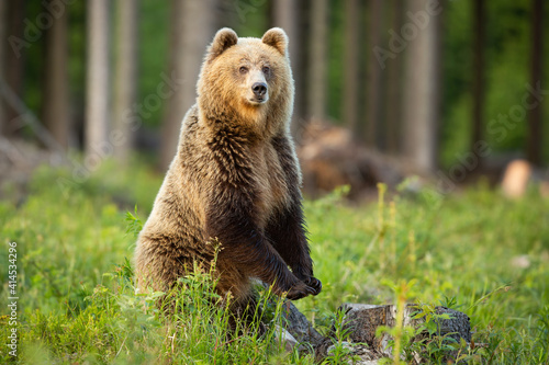 Brown bear, ursus arctos, standing on rear legs upright in forest in summer sun. Large predator looking to the camera on glade in sunlight. Wild mammal staring in wilderness. photo