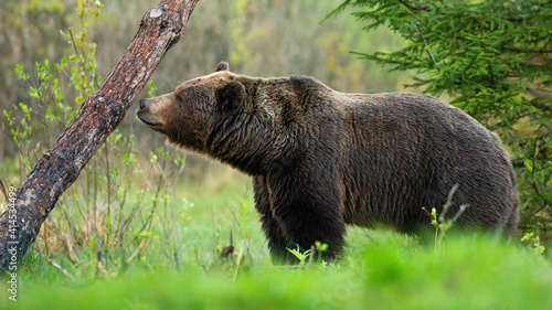 Foto Large brown bear, ursus arctos, sniffing a tree and marking its territory in spring forest