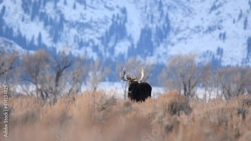 Large bull moose in the sage brush in front of the tetons in Teton National Park Wyoming photo