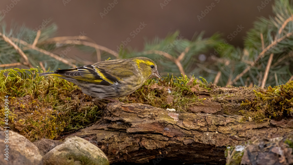 Erlenzeisig, gelb, ast, natur, wild lebende tiere, baum, wild, tier, singvogel Erlenzeisig, gelb, ast, natur, wild lebende tiere, baum, wild, tier, singvogel