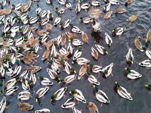 Flock of ducks swim in winter ice water. people feed hungry birds on the city river bank in winter