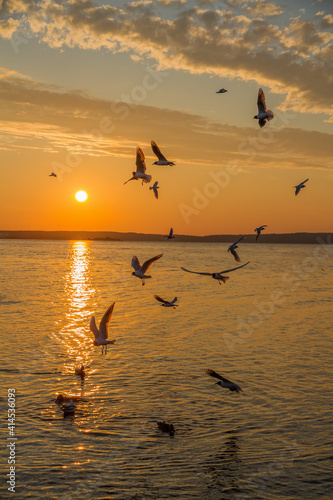 Seagulls on a lake.