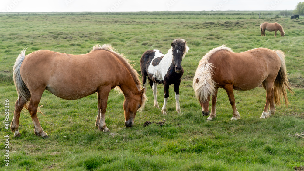 Obraz premium Icelandic horses with long hair. Icelandic horse is a breed of horse developed in Iceland only.