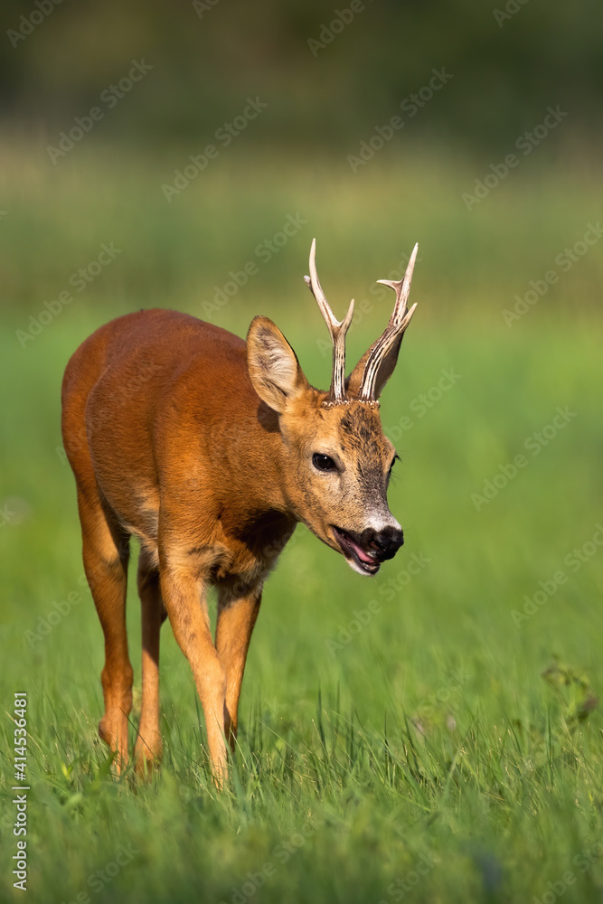 Fototapeta premium Roe deer, capreolus capreolus, buck approaching on grassland in summer nature. Roebuck walking on lawn in sunlight. Antlered mammal coming closer on glade form front.