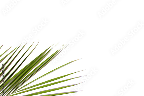 Green palm leaf on a light background. Tropical concept.