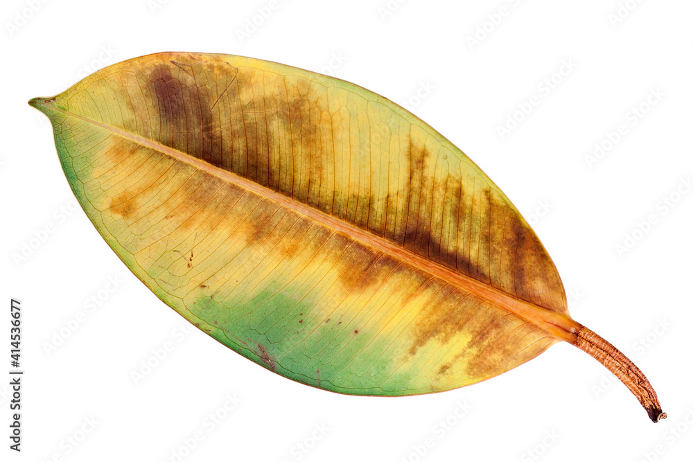 Yellow leaf of Ficus Elastica isolated on a white background. Yellow leaf of Ficus Elastica isolated on a white background.