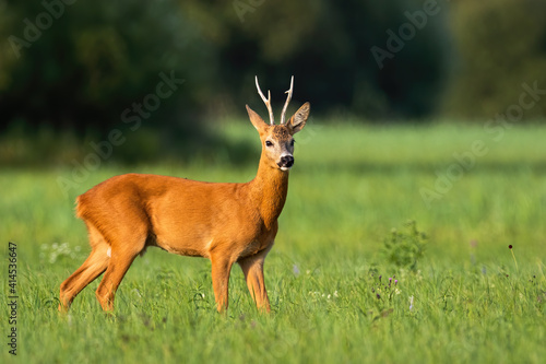 Fototapeta Naklejka Na Ścianę i Meble -  Roe deer, capreolus capreolus, standing on green field in summer sunlight. Roebuck walking on sunny grass. Antlered animal looking on pasture in sunshine.