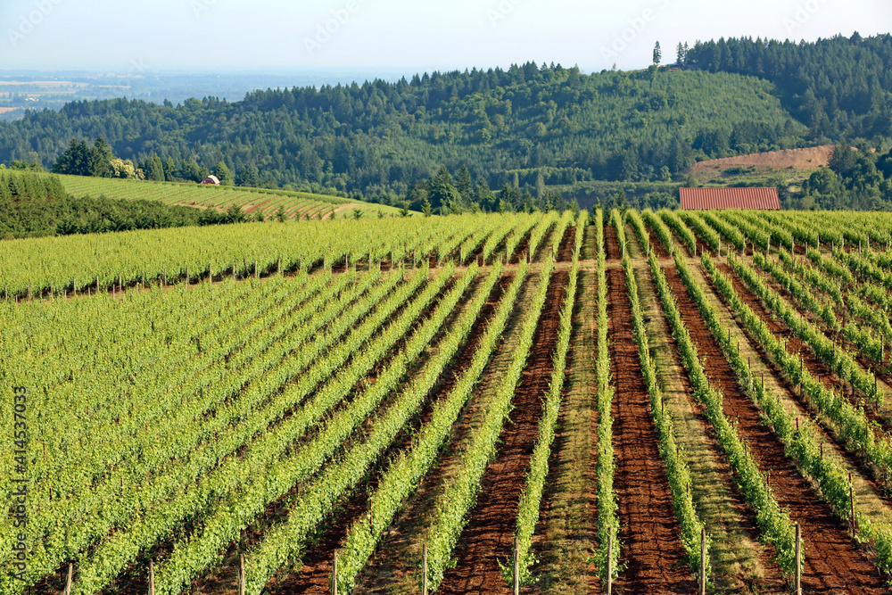 Beautiful vineyard in the Willamette Valley in Oregon, growing pinot noir grapes.