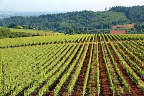Beautiful vineyard in the Willamette Valley in Oregon  growing pinot noir grapes.