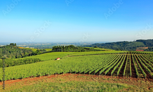 Beautiful vineyard in the Willamette Valley in Oregon, growing pinot noir grapes. photo