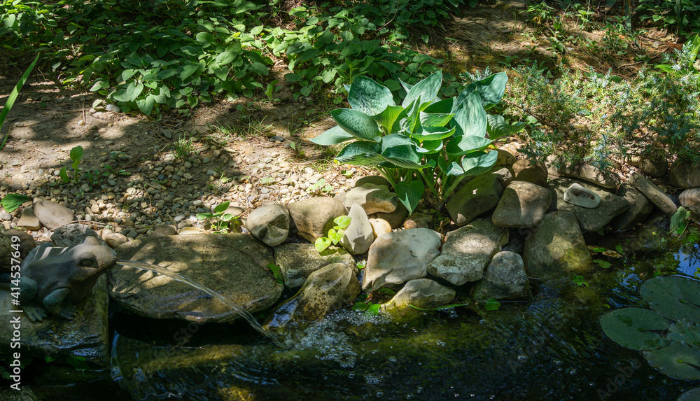 Beautiful Blue Angel Hosta (Funkia) with a lush leaf grows near a garden pond. Blue Hosta leaves on blurred background of wet stones of pond shore with fountains. Shady motive for natural design. Beautiful Blue Angel Hosta (Funkia) with a lush leaf grows near a garden pond. Blue Hosta leaves on blurred background of wet stones of pond shore with fountains. Shady motive for natural design.