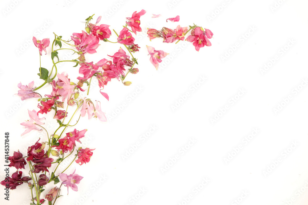 Abstract flower composition flat lay, background, minimal holiday concept, spring banner. Mothers day card, womens day, happy birthday, wedding, selective focus, Abstract flower composition flat lay, background, minimal holiday concept, spring banner. Mothers day card, womens day, happy birthday, wedding, selective focus,