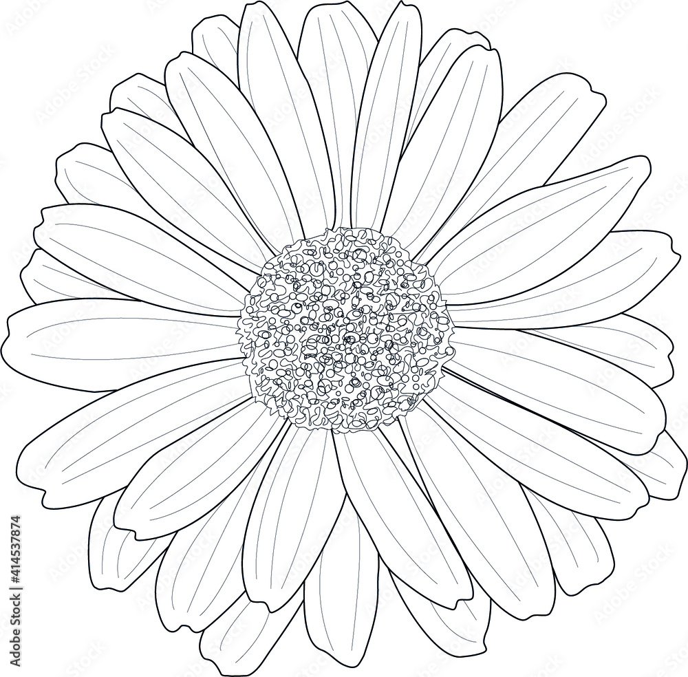 chamomile chamomile