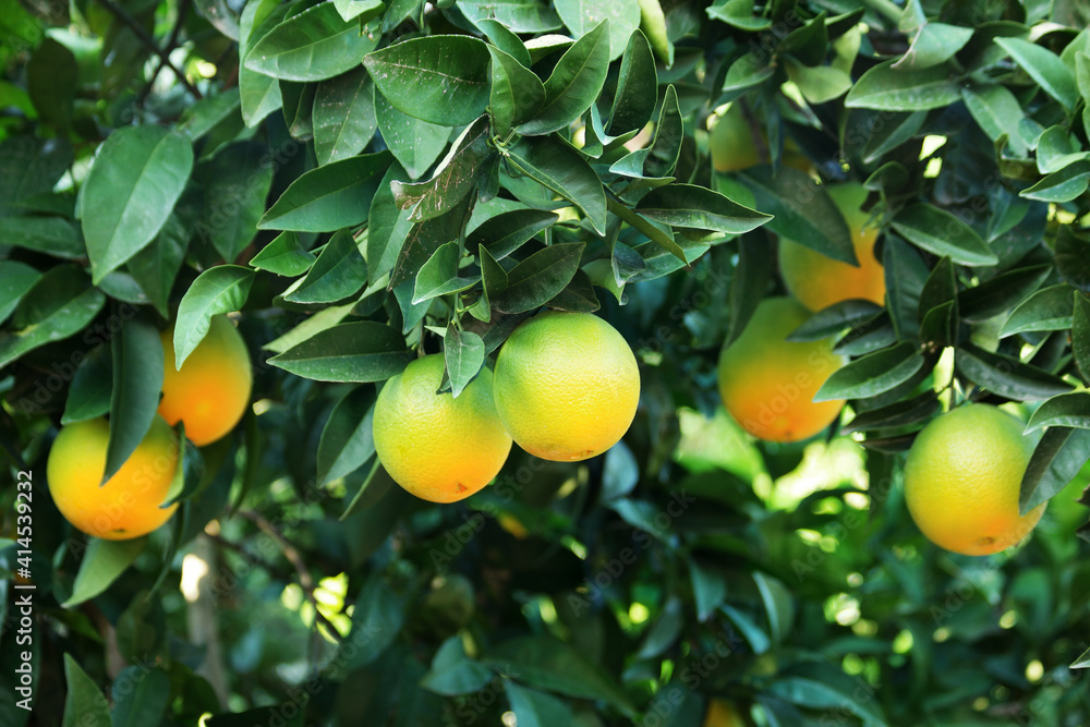 Close up of tangerines growing on the tree. Citrus tree background. Cultivation of citrus fruits.