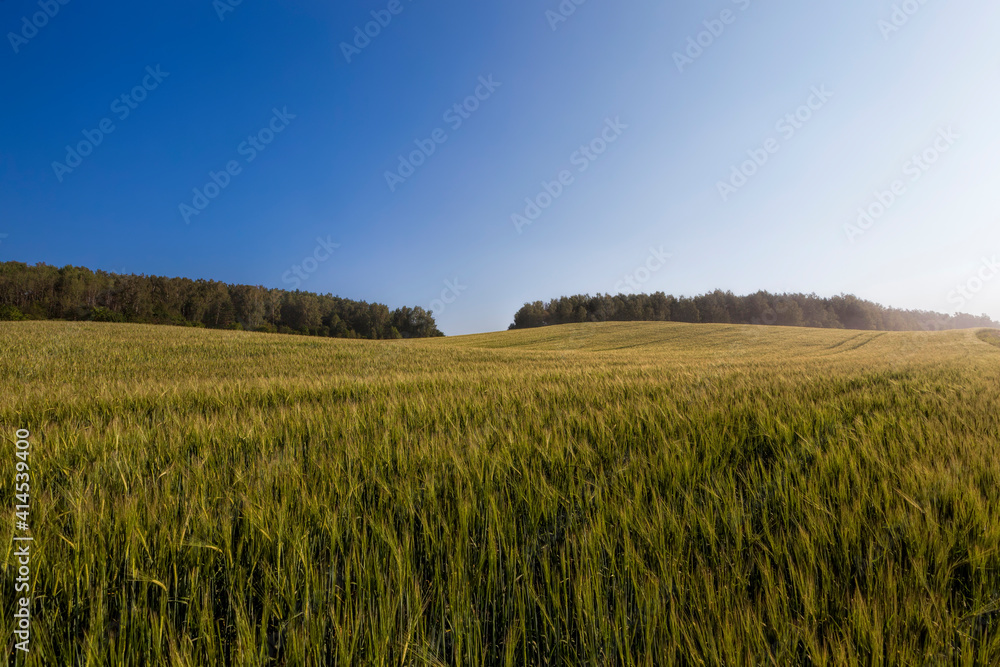 agricultural plants in the field agricultural plants in the field