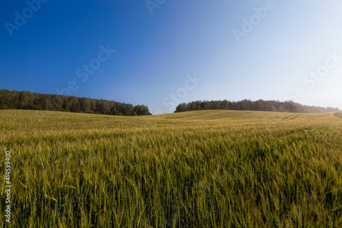 agricultural plants in the field