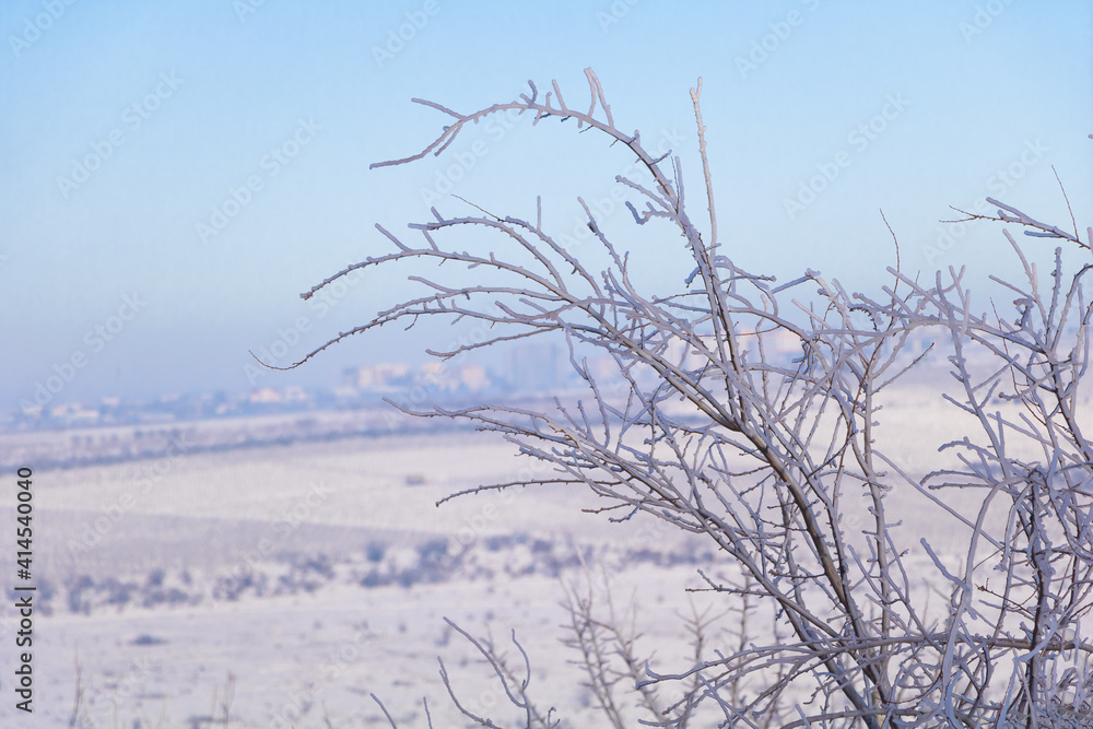 Fototapeta premium Icicles on a fruit tree with beautiful blue sky. Winter concept
