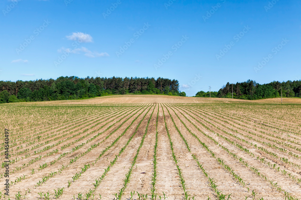 long rows of green corn sprouts in spring or summer long rows of green corn sprouts in spring or summer